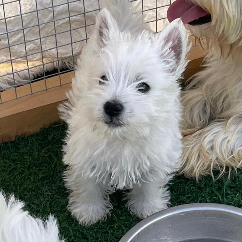 Pierre Pruvost - Chiots disponibles - West Highland White Terrier