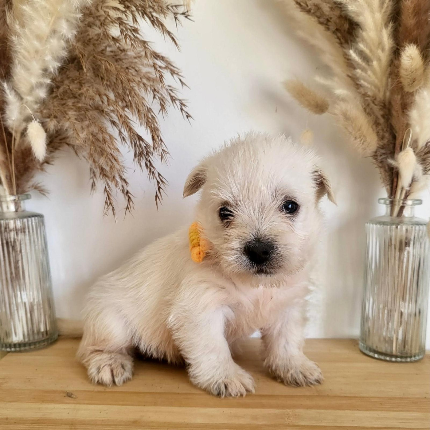 Pierre Pruvost - Chiots disponibles - West Highland White Terrier