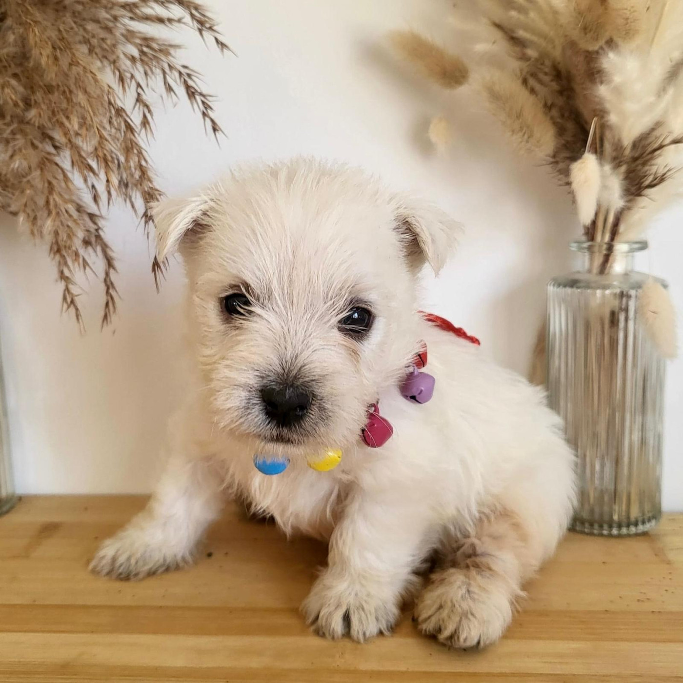Pierre Pruvost - Chiots disponibles - West Highland White Terrier