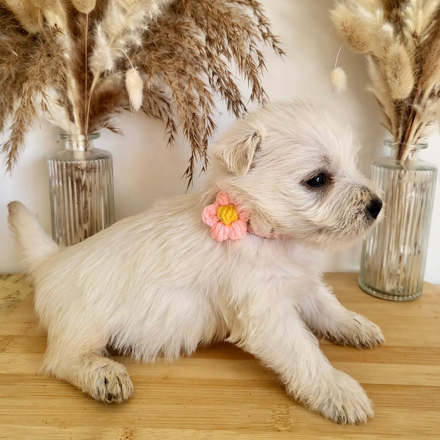 Pierre Pruvost - Chiots disponibles - West Highland White Terrier