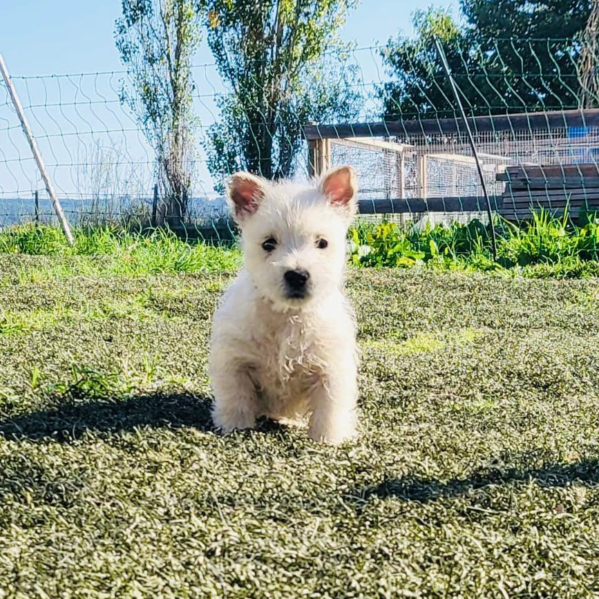 Pierre Pruvost - West Highland White Terrier - Portée née le 02/03/2026