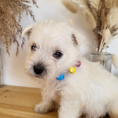 Chiot 3