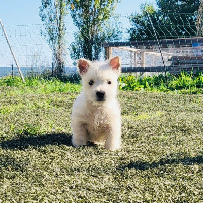 Chiot 1