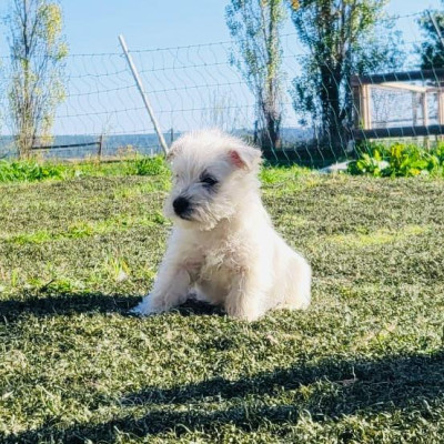 Chiot 2